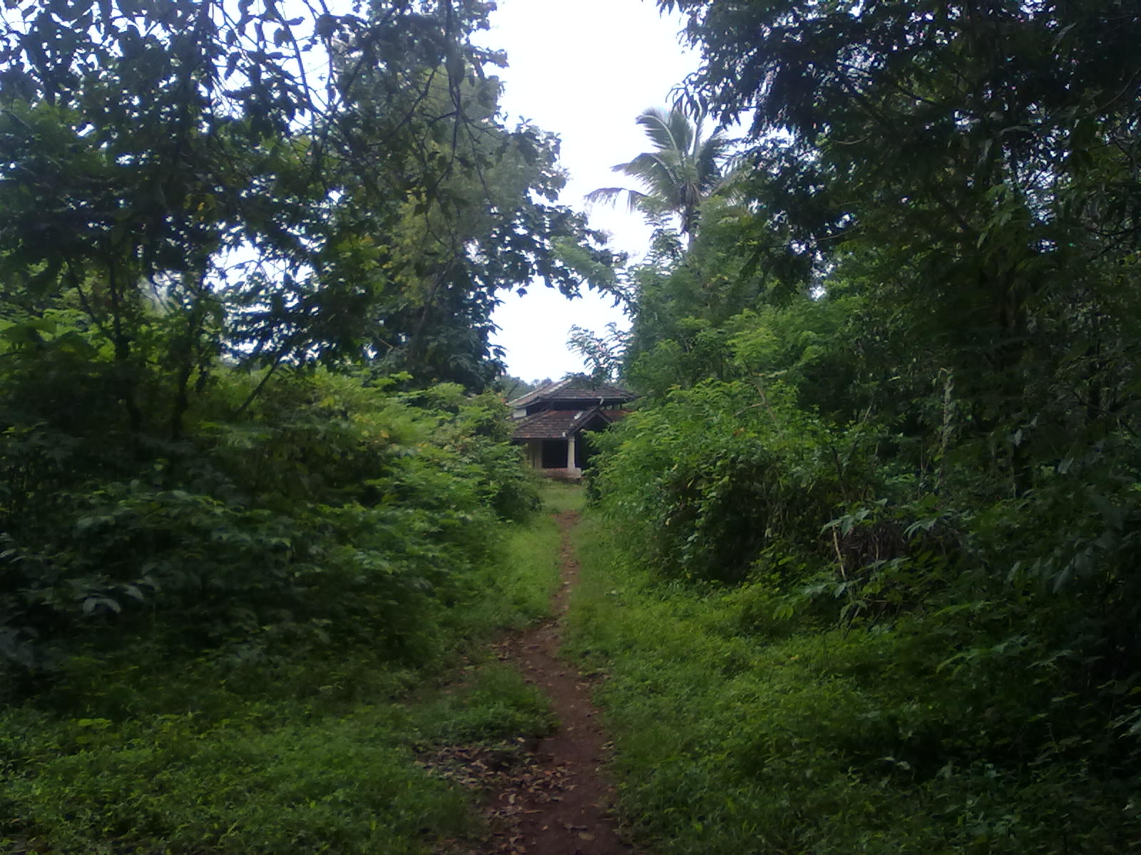 पावना देवीच्या मंदिराकडे नेणारा गर्द झाडीतील रस्ता