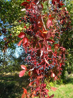 Bright red five-leaved vine with small purple fruits, like tiny grapes