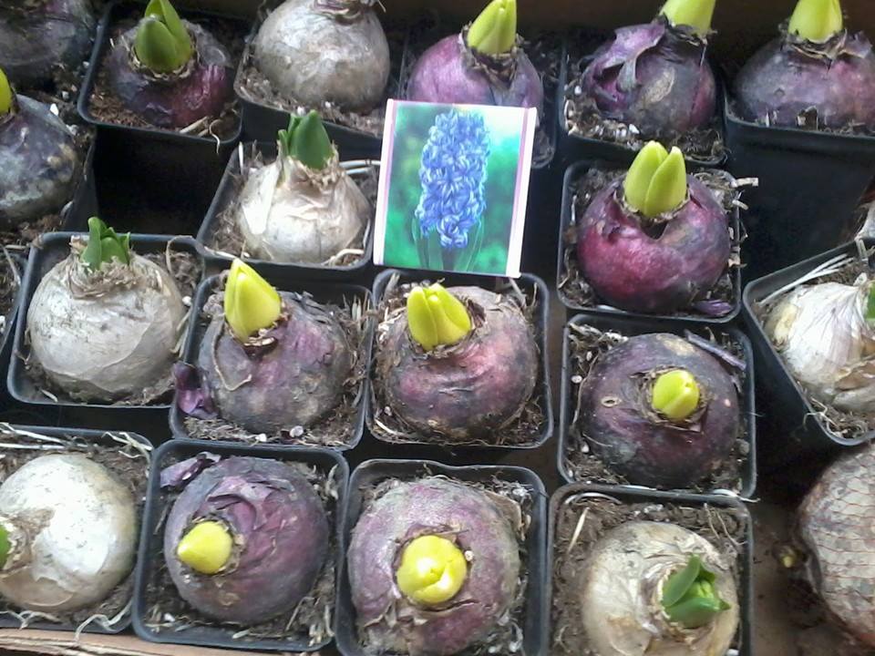 [Image: da-lan-huong-3.jpg]