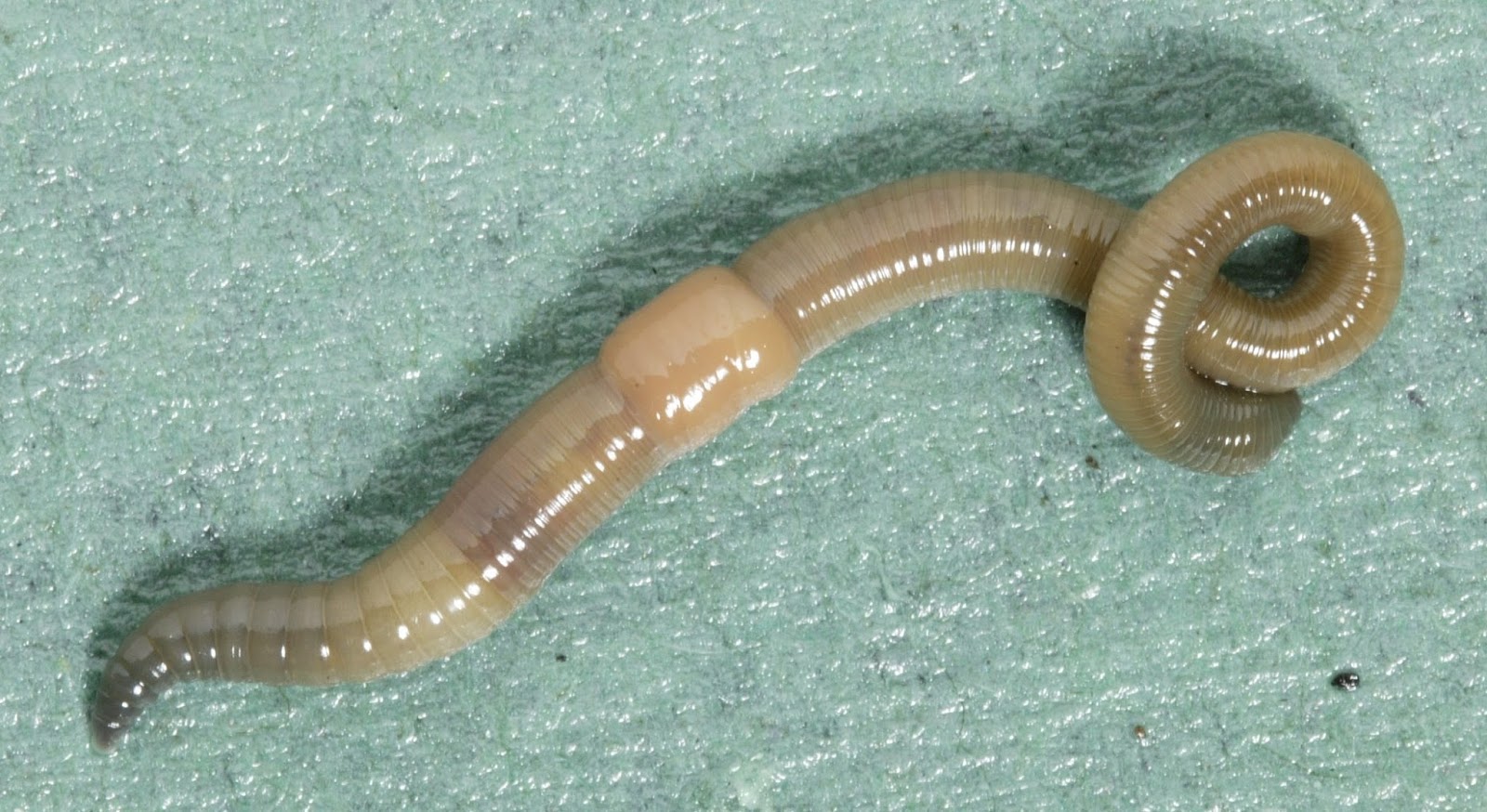 Timeless Environments: Earthworms & the mechanical functions they