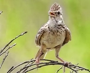 Cara Membedakan Jantan Betina Burung Branjangan