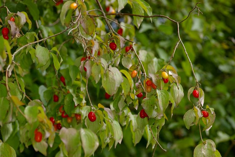 cornus mas concerns cornus mas concerns