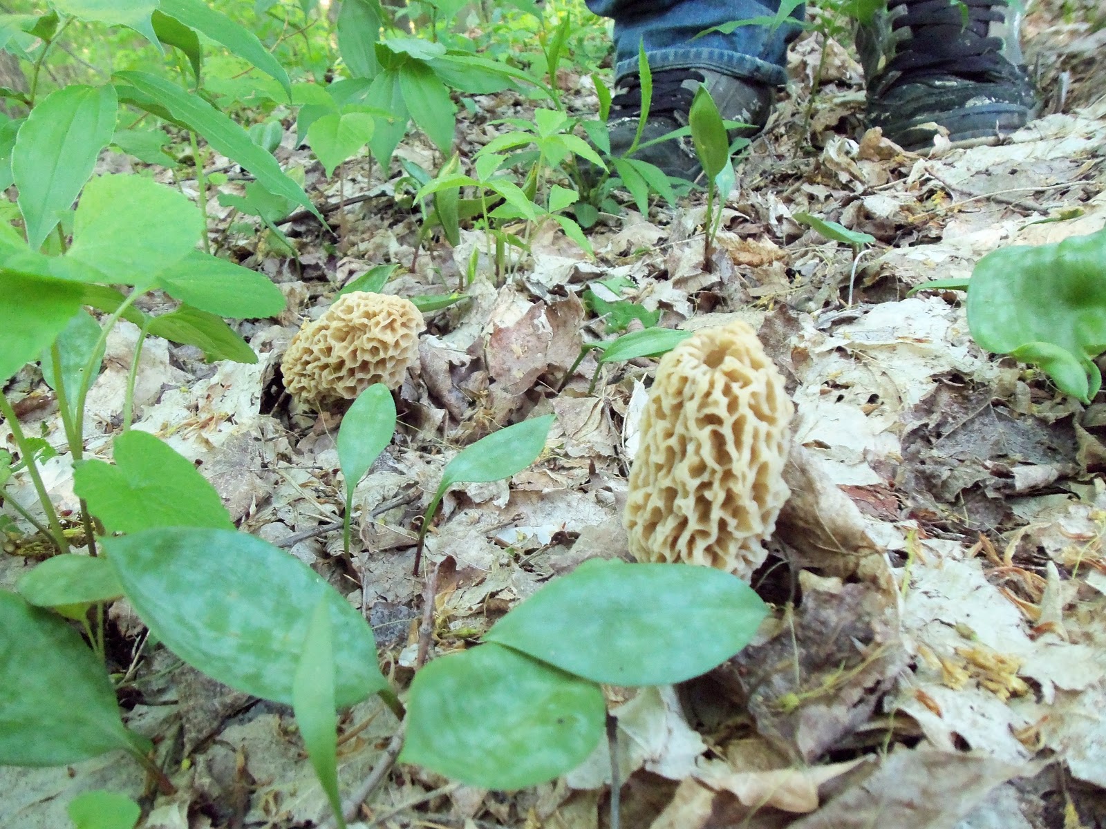 The Deliberate Agrarian Finding & Eating Morels
