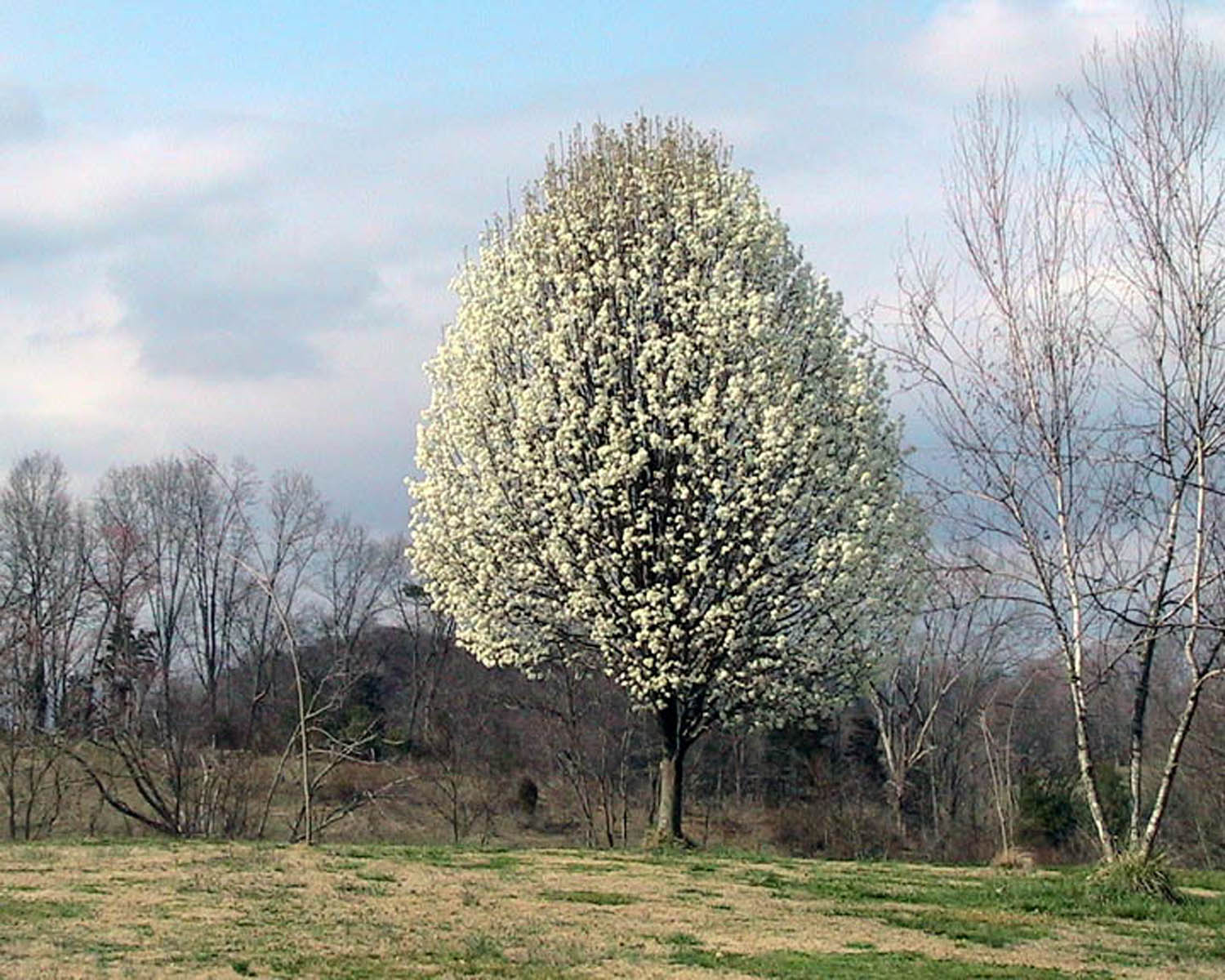 Ozarks Gardening Bradford Pear, Not the Best Tree for the Yard
