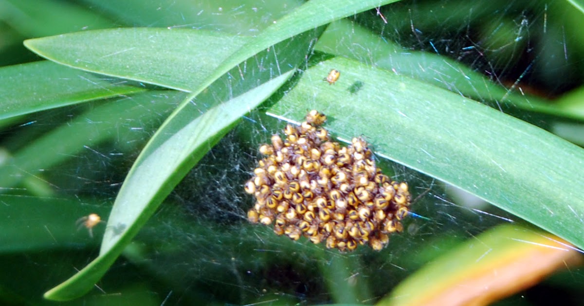 More Signs Of Spring Baby Spiders Noe Valley SF