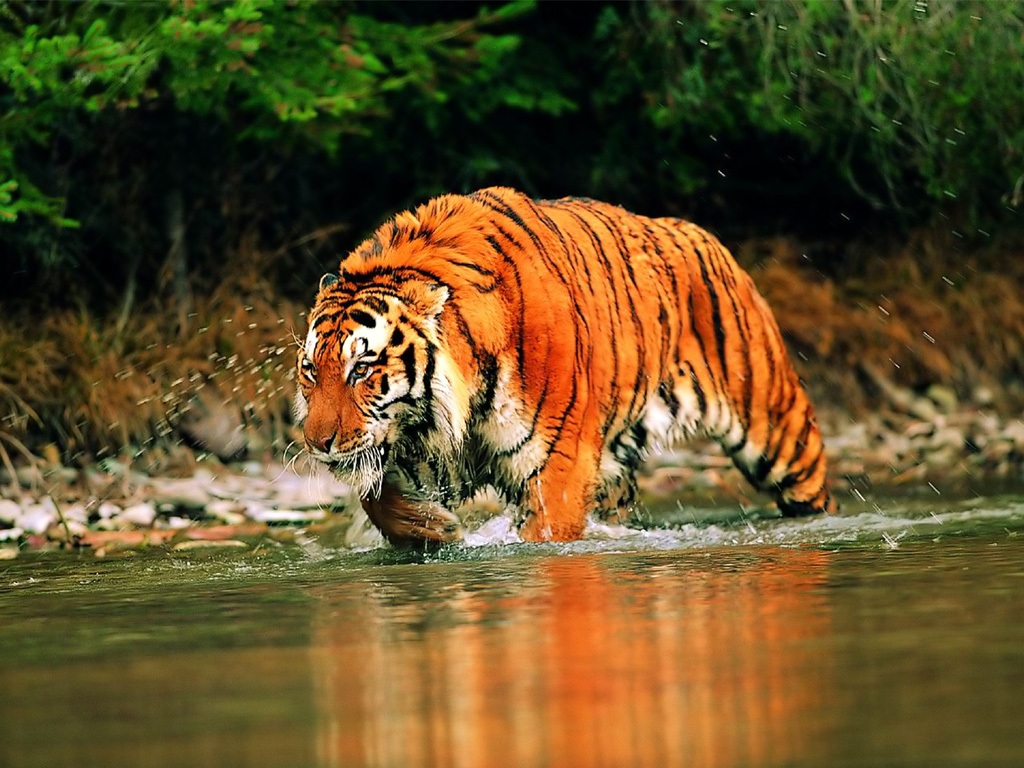 The man eating tigers of sundarbans pdf