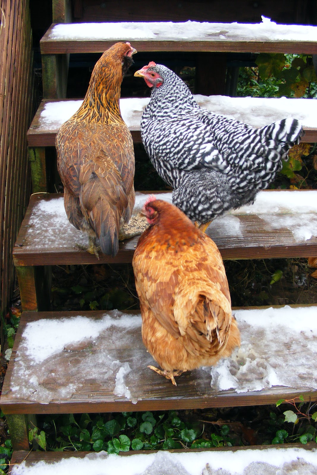 Scrumptious... Chickens in the snow...