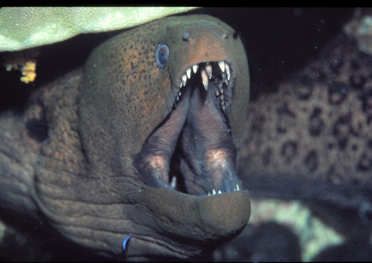Real Monstrosities Moray Eel