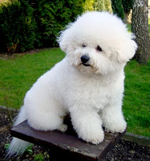 Anjing Bichon Frise