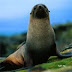 Hidden Animals - Seal