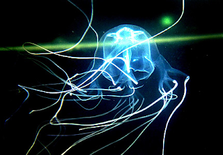 Ubur-ubur Tentacles berkaki panjang (Foot Long Tentacles Jellyfish)