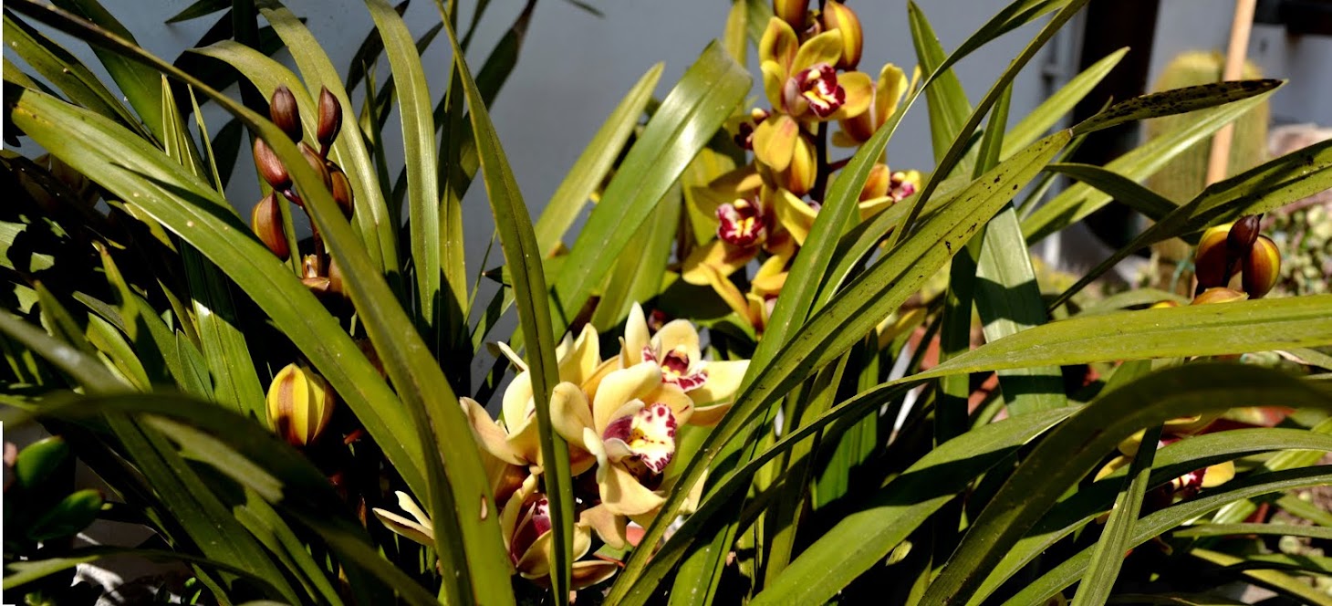 orchidee in panoramica
