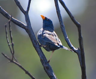 Blue Finch Male
