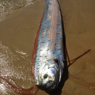 Big Fishes of the World: OARFISH (regalecus glesne)