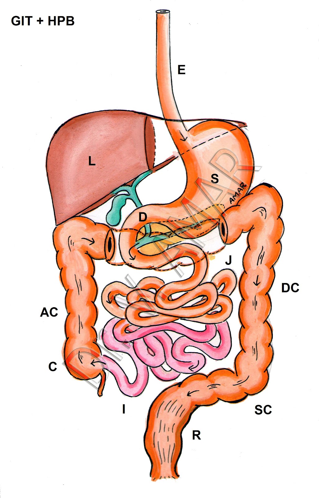 Proximal Small Intestine