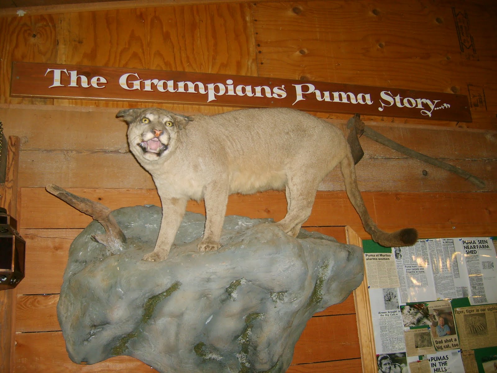 Centre For Fortean Zoology Australia Big Cat Sighting At Halls