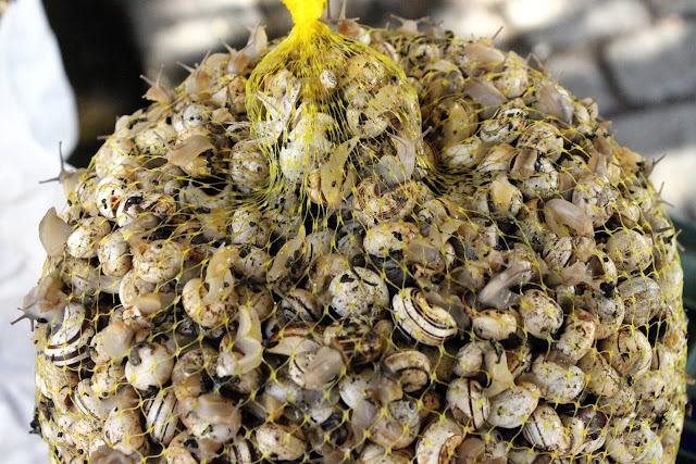 Snails, jerez de la frontera, Spain