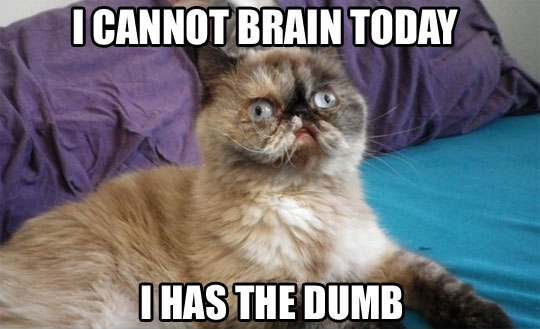 the middle flipper july 2015 cat meme i cannot brain today dumb the middle flipper july 2015