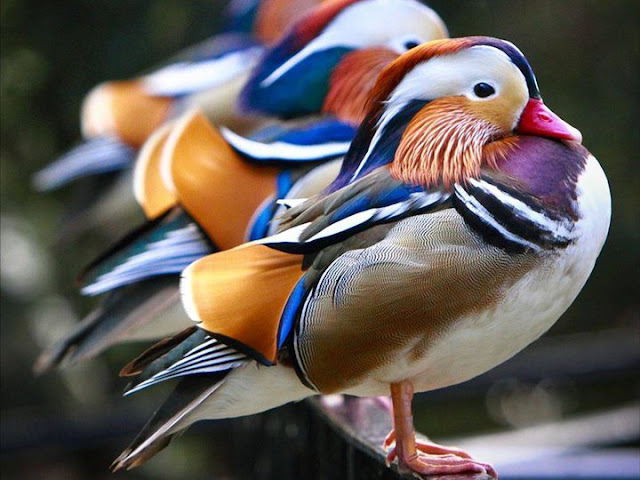 اجمل صور طيور بجودة عالية Birds+%252818%2529
