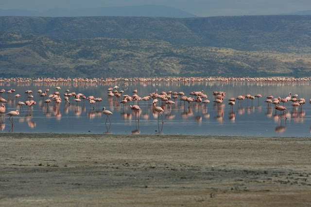 Danau Natron Paling Unik dari Tanzania