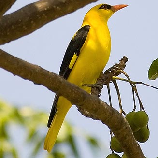 Golden Oriole | Wildlife | The Wildlife
