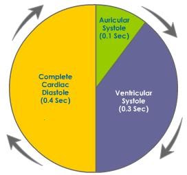 XII BIOLOGY: Cardiac Cycle