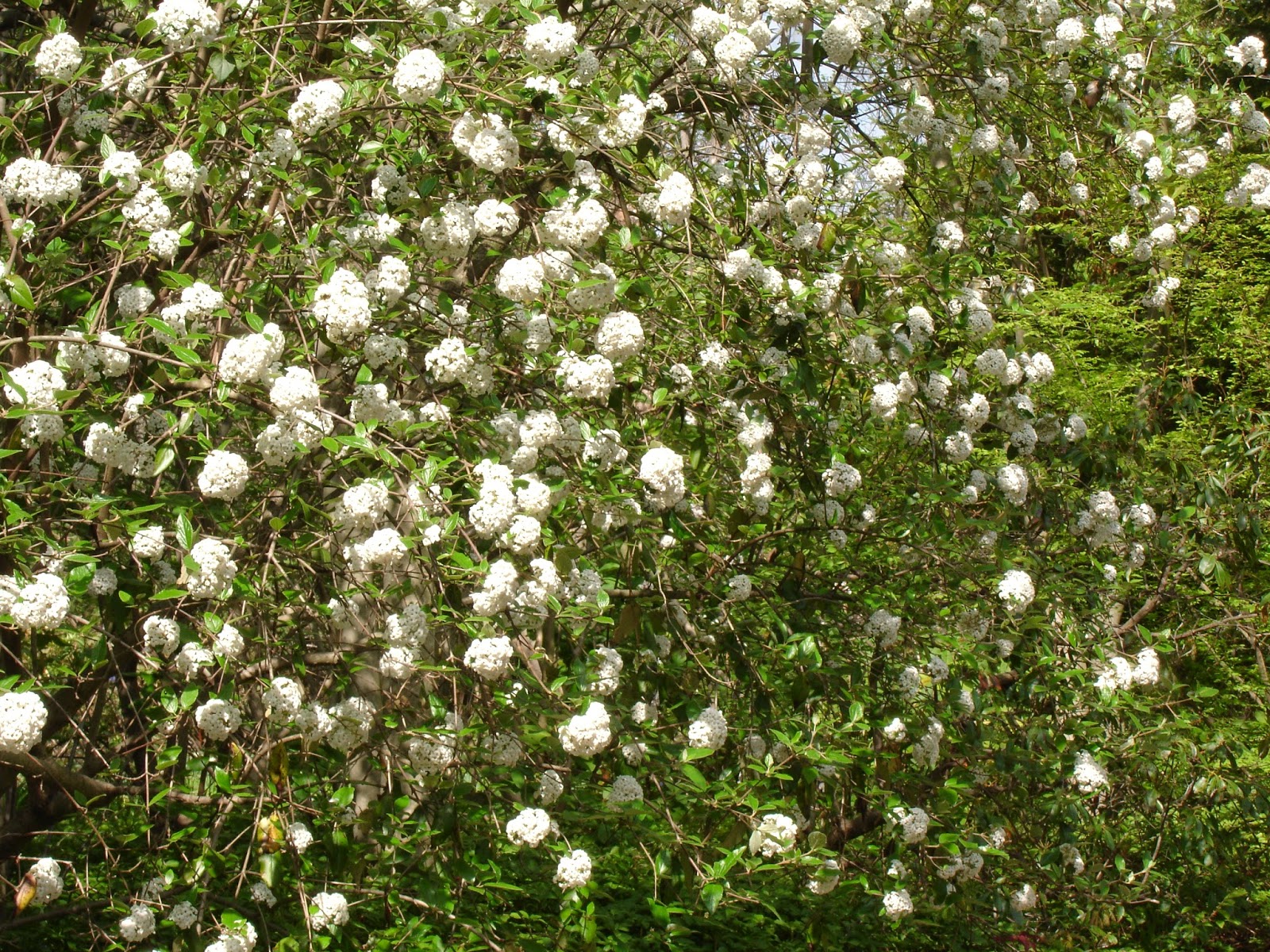 Flora Wonder Blog Viburnum When You Can Mulch Them