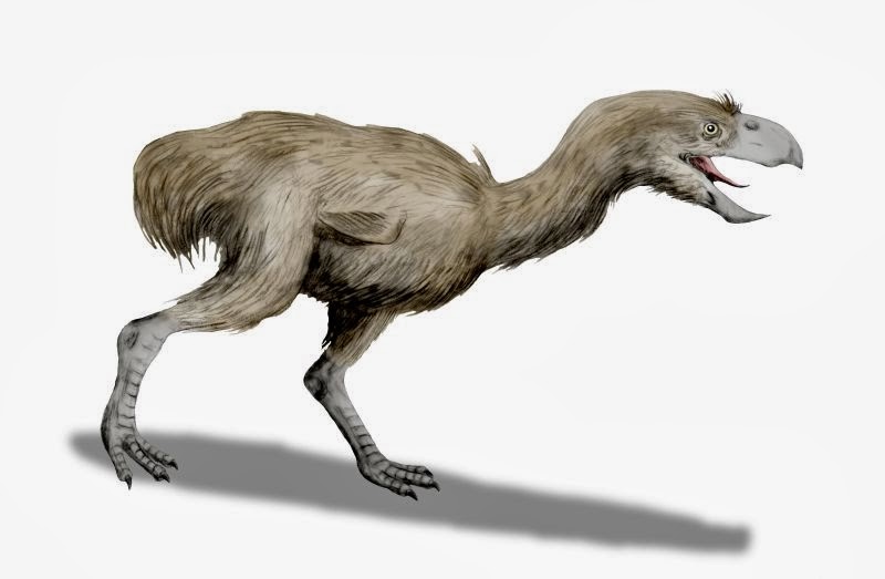 terror bird sketch terror bird sketch