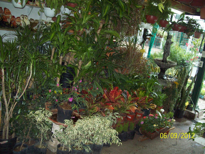 algunas plantas de interior