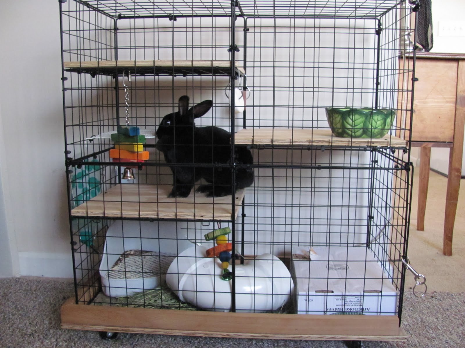 Mandy at Home Bunny Condo