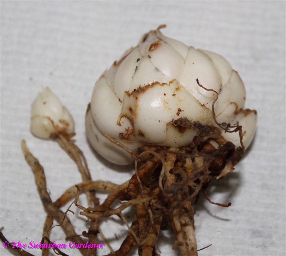 The Suburban Gardener Bulb Pictures