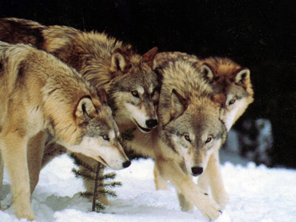 alpha wolf alpha wolf