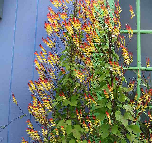 Trees Ipomoea lobata Firecracker Vine Spanish Flag