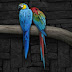 Colorful Parrots