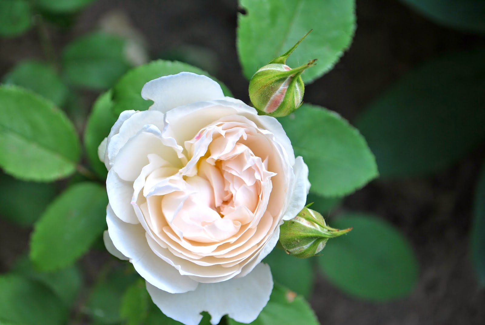 The Grower's Daughter Roses in Bloom