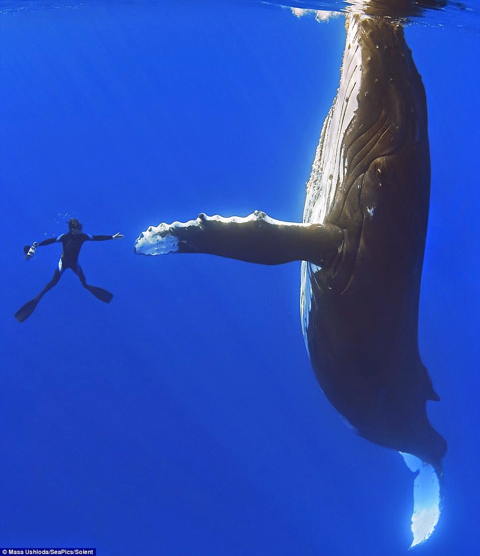 WHALE SHAKES HANDS WITH DIVER