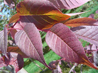 Autumn Purple Ash4