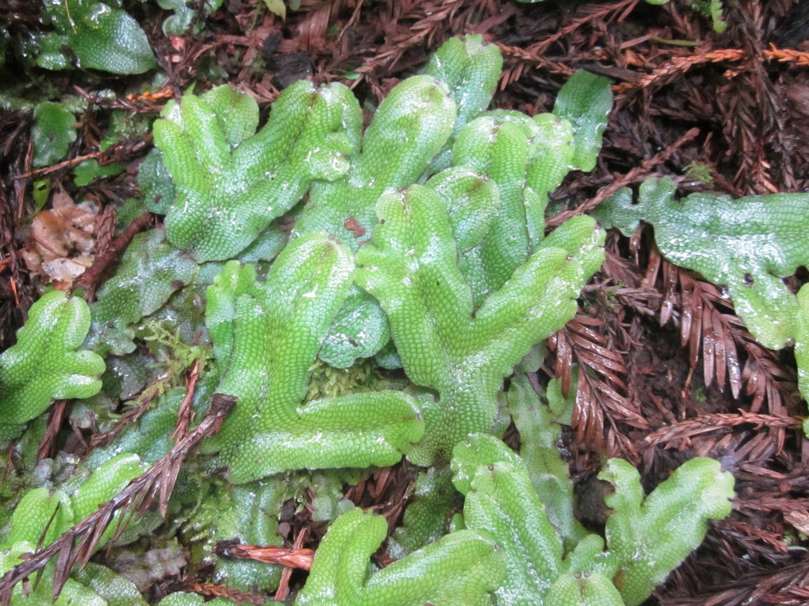 Conocephalum Sp