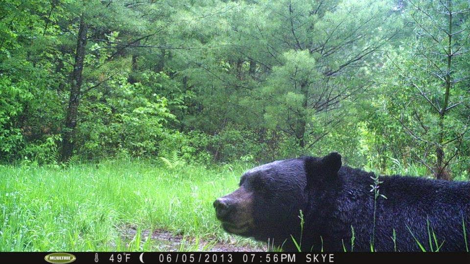 Skye Goode: Bear Baiting in Wisconsin