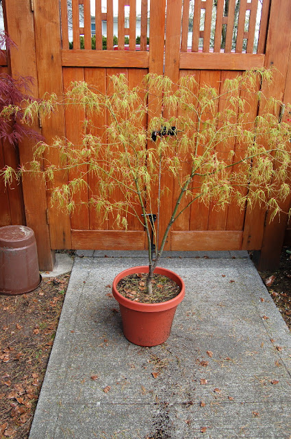 Acer palmatum koto no ito
