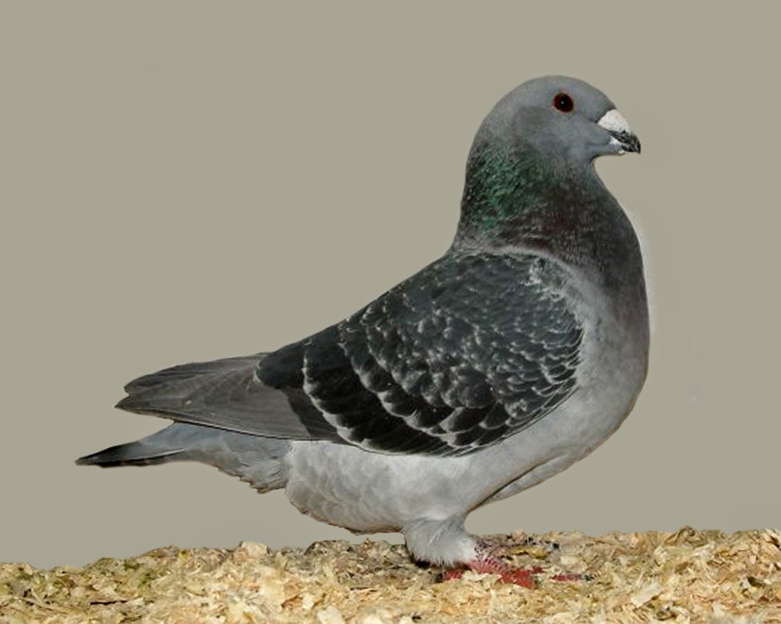 Racing Pigeon Hd Wallpaper