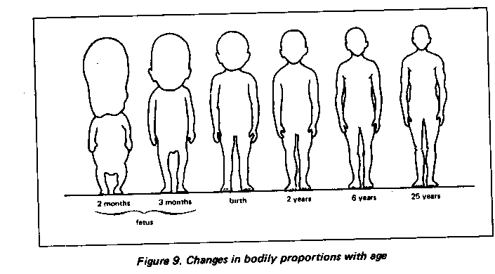 average-arm-length-of-a-child