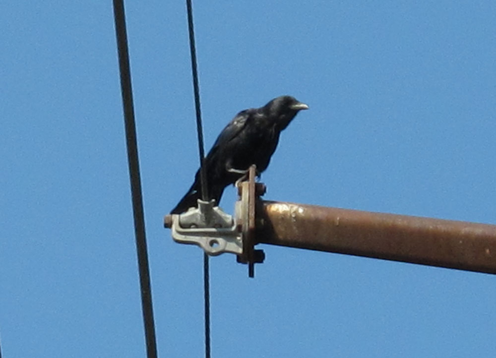 Pioneer Birding: MA - Fish Crow at Turner's Falls - 08/30
