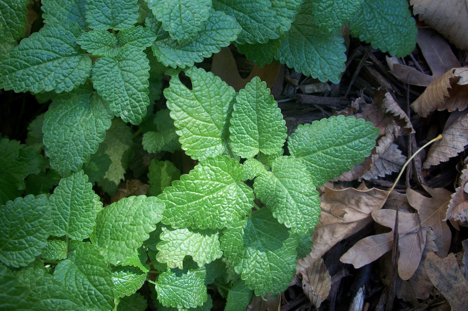 Thymes Ancient Remedies Gentle Herbal Sedatives Lemon Balm, Lavender & Beyond