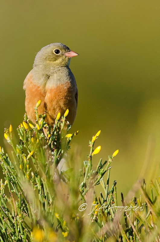 Escribano hortelano, Emberiza hortulana, Ortolan Bunting Escribano hortelano, Emberiza hortulana, Ortolan Bunting