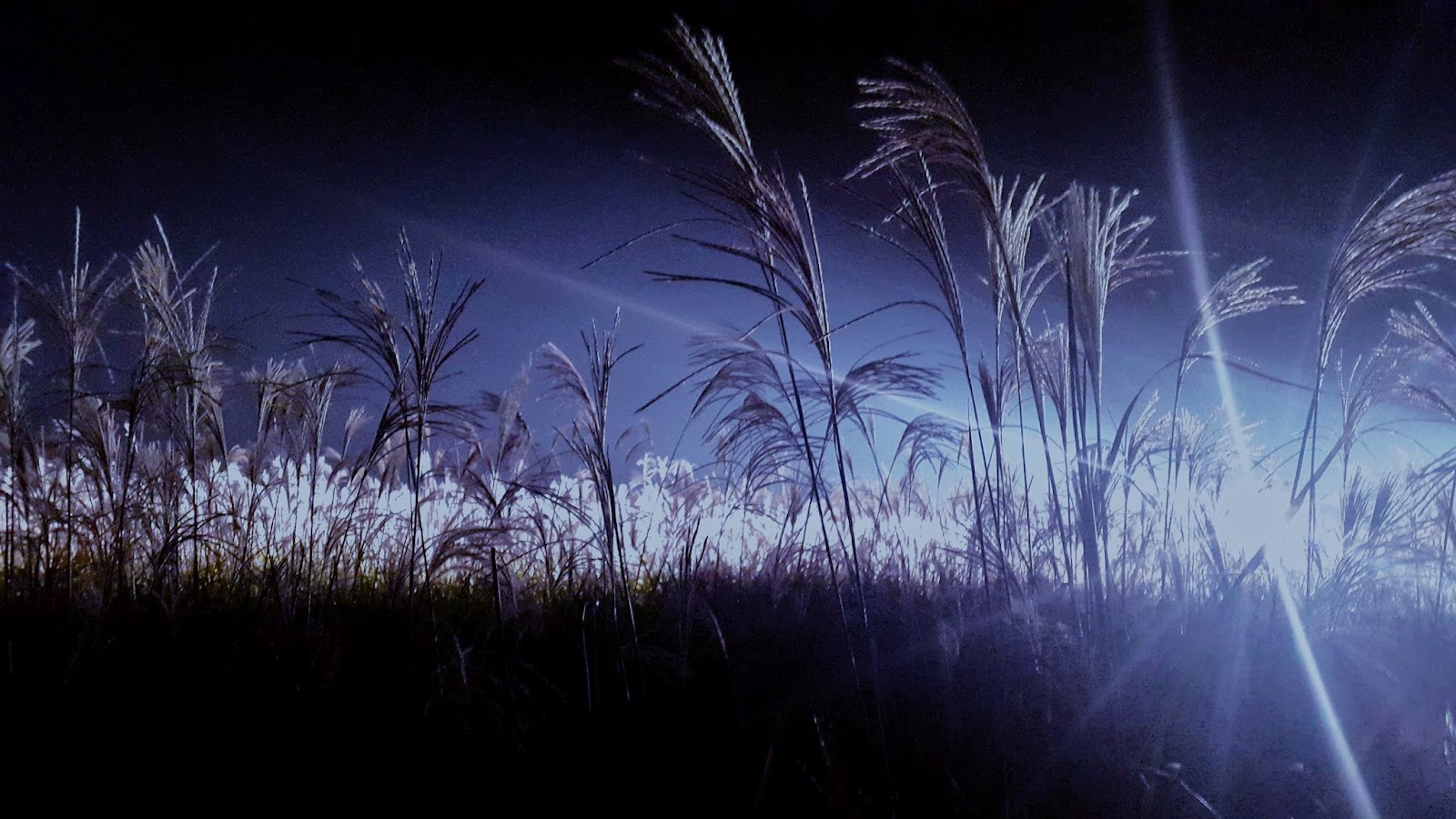 The Silver Grass Seoul Eulalia Festival 서울억새축제 Mini en Monde