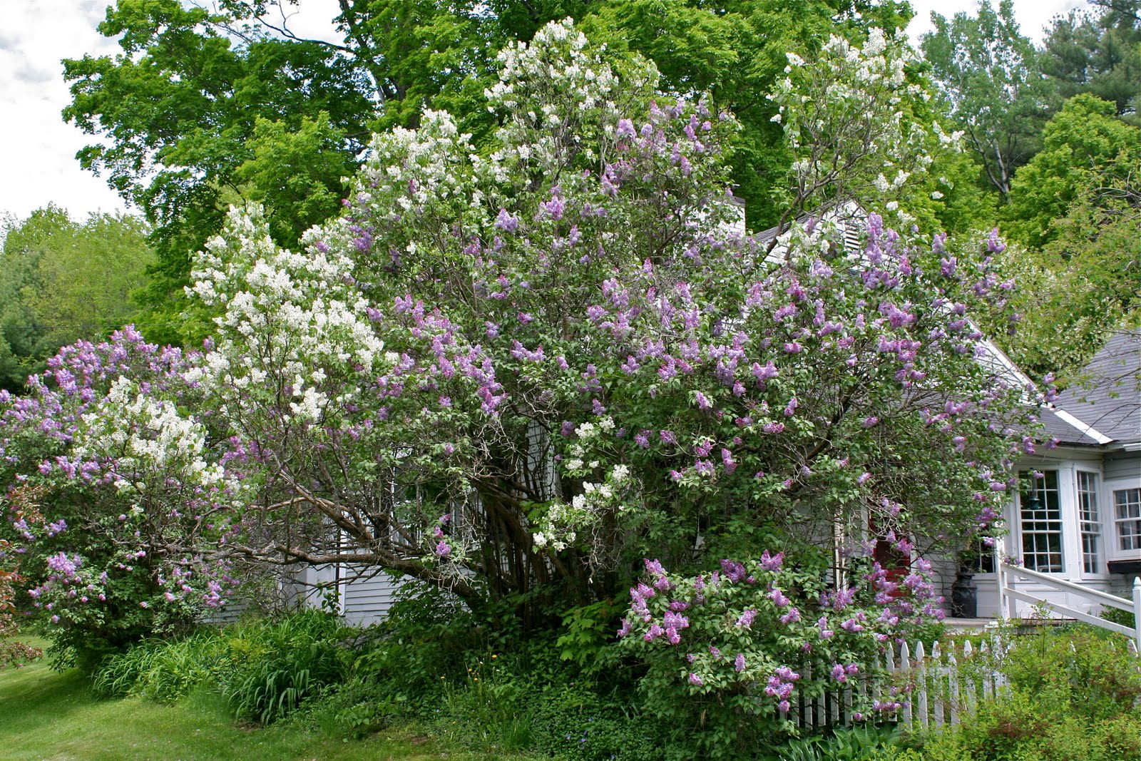 A Rose Is A Rose Lilacs And Lavenders
