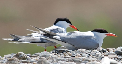 COUPLE D'OISEAUX : STERNES, Mangeurs de harengs ?