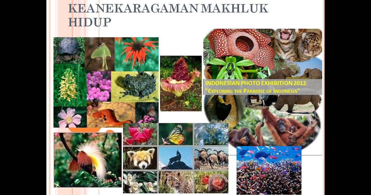 Hi Welcome To My Blog Keanekaragaman Makhluk Hidup Dan Persebarannya