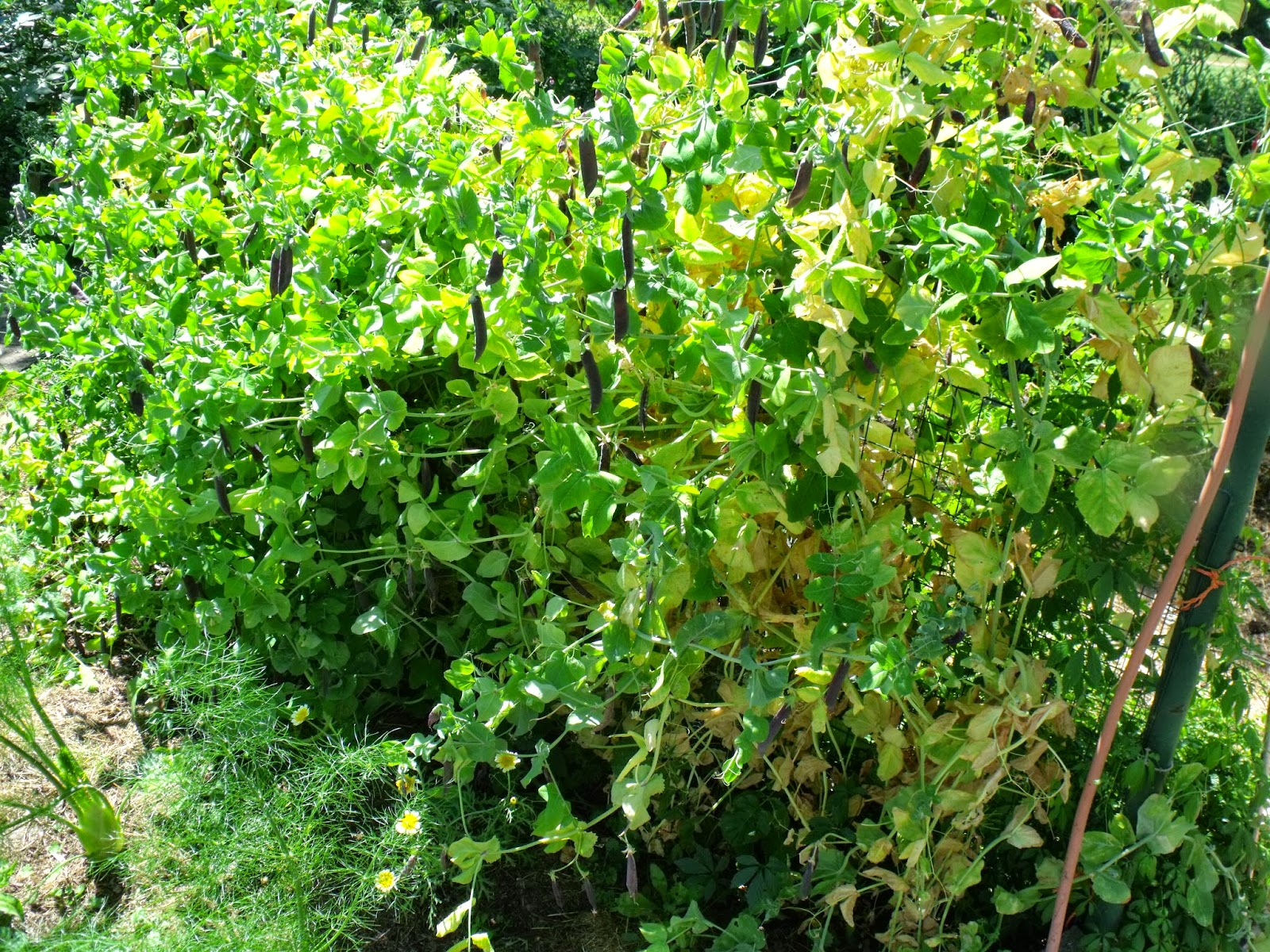 Die 35 Besten Bilder Zu Pfahlbauten Pfahlbau Bodensee Bau